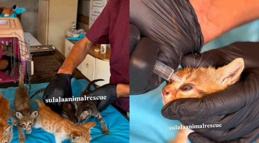 出所：<u><a href="https://www.instagram.com/p/DdANPW9ITp9/" target="_blank">@sulalaanimalrescue</a></u>