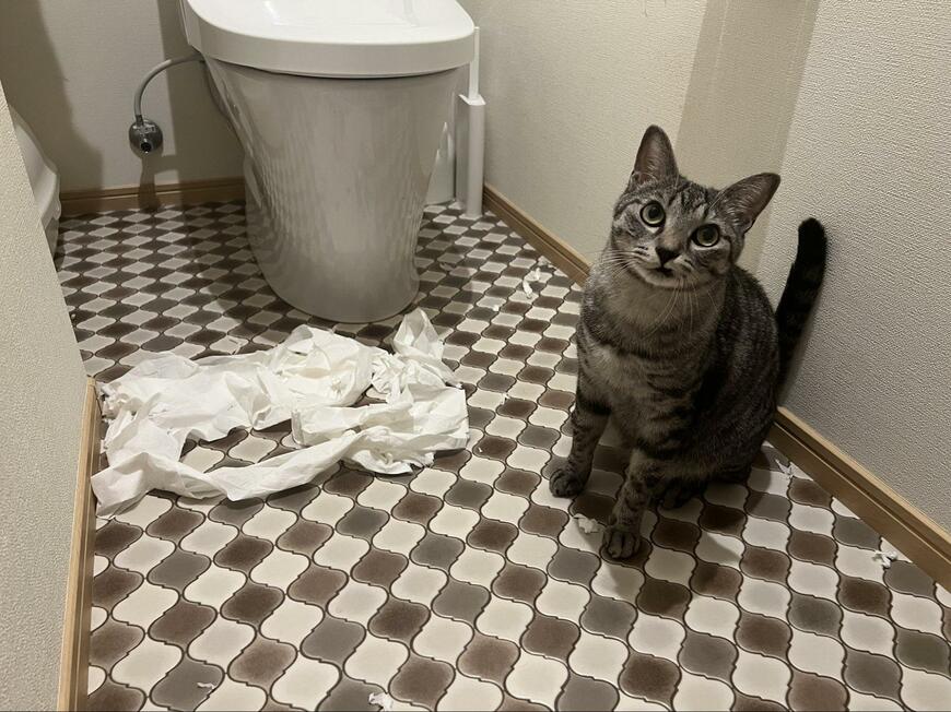 トイレの中の猫