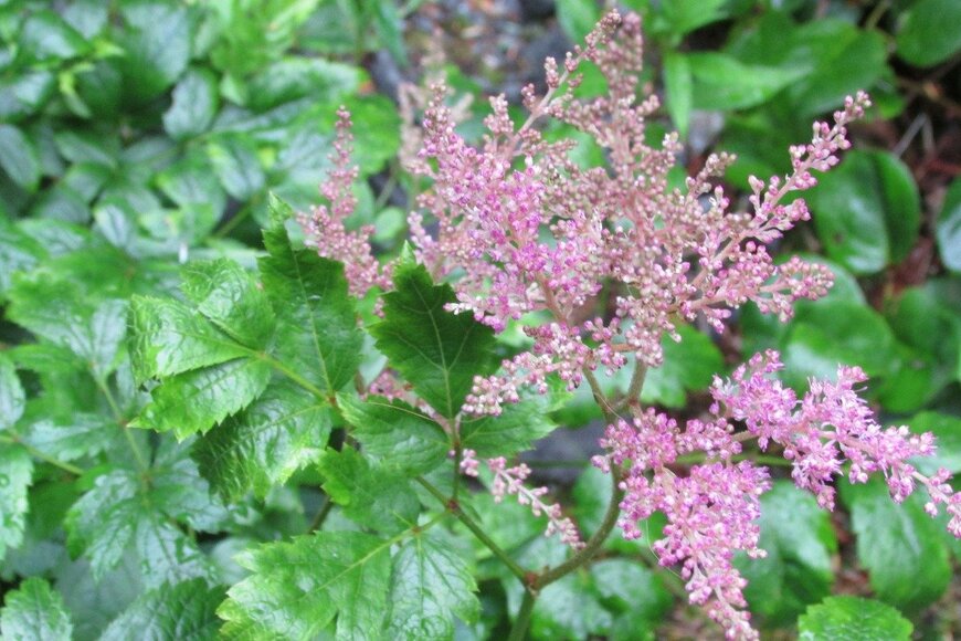 アスチルベの花。色はピンク。