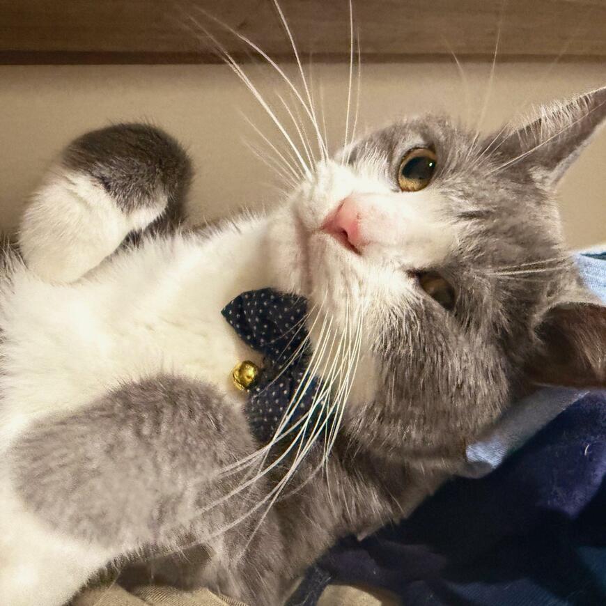 前足を曲げる猫