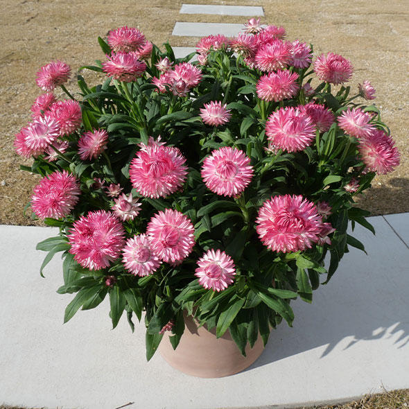 サントリーフラワーズ　コロロジャンボ（ピンクグラデーション）