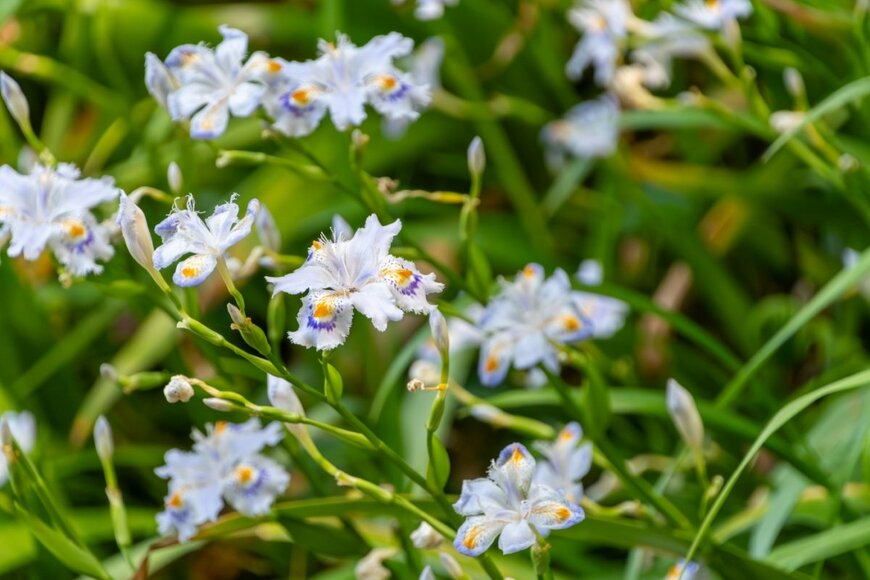 白い花びらに紫とオレンジの模様が入った、シャガの花