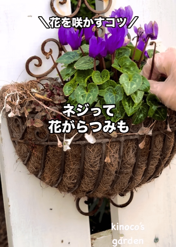 ねじって花がら摘みも　@miekinoco