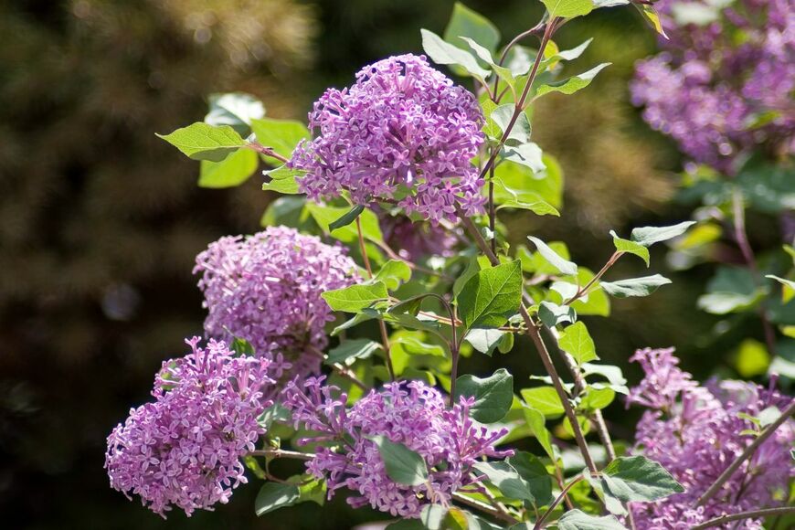 紫色の花を咲かせている、姫ライラック