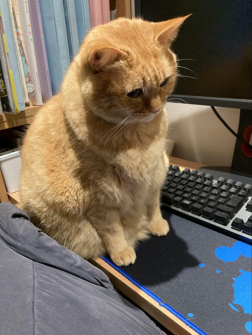 デスクの上の猫