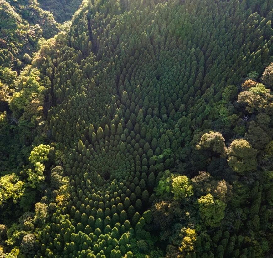 深い森の中に突如出現する奇妙な杉のサークル