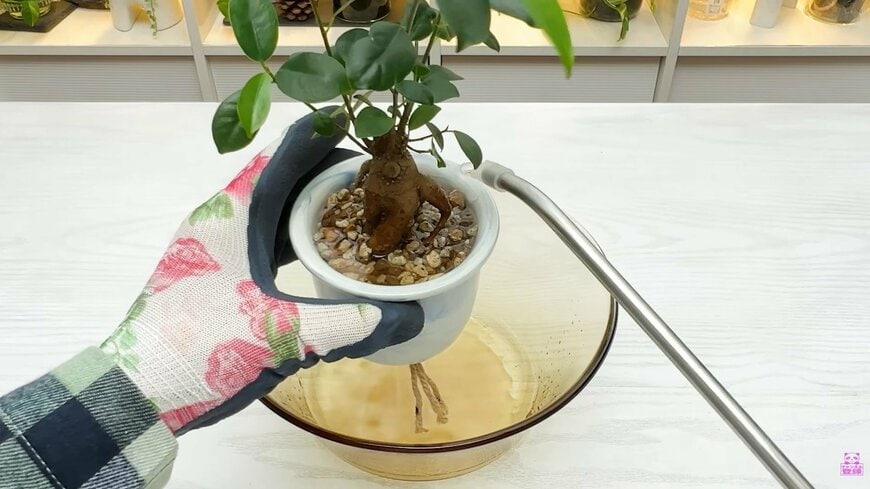 ダイソー THREEPPYの底面吸水鉢・陶器＆ガラス製自動給水プランターに植えたガジュマルに水やり