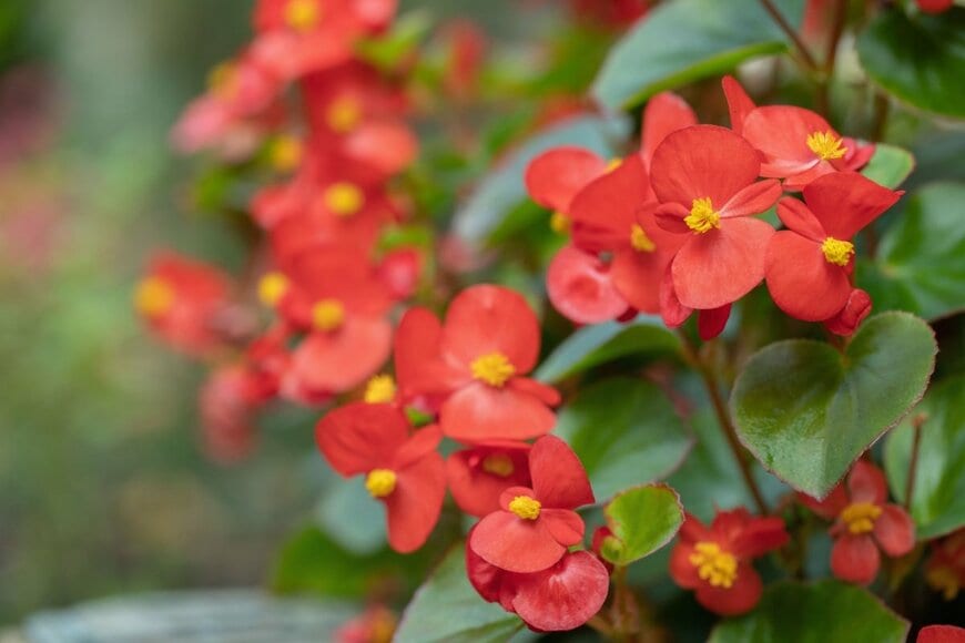 赤い花のベゴニア。中央は黄色