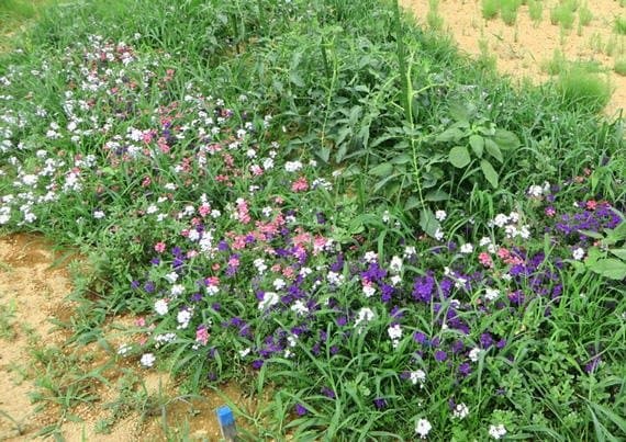 出所：サントリーフラワーズ　タピアン