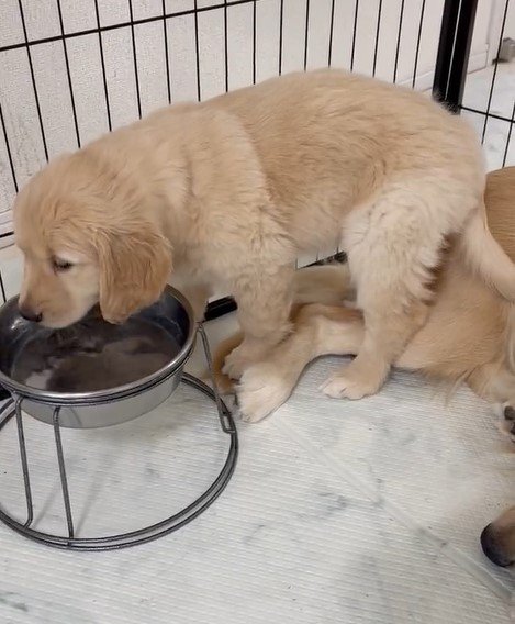 甘えモードの合間に、お水を飲み始めるつゆちゃん