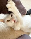 「ミュージカルの一場面のよう」躍動感あふれる猫のポーズに思わず二度見！身のこなしが凄すぎて思わず爆笑