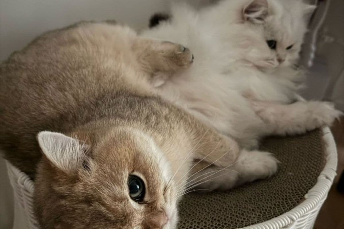 【母猫と子猫】立場逆転…?子猫がくつろぐかごに母猫が入ったら まさかの座り方に笑ってしまう | 2ページ目 | LIMO | くらしとお金の ...