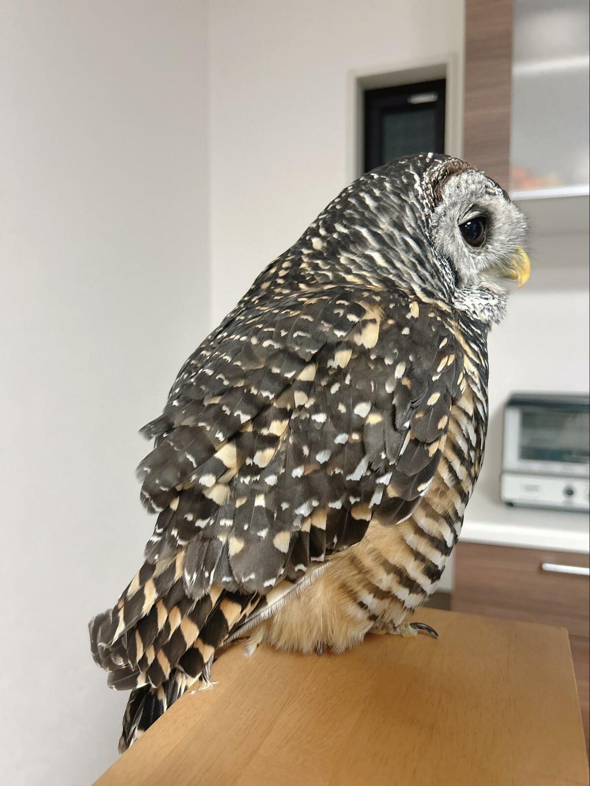 なんかよく分からないフクロウ nanamica / FFFES (For, Feel, Find, Endangered Species) / No.001