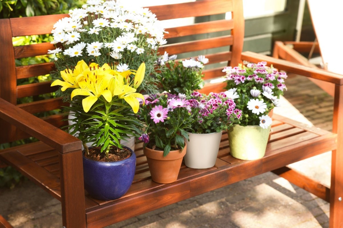 寄せ鉢ガーデニング】お気に入りの花で楽しむ「寄せ鉢ミニガーデン