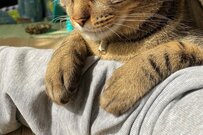 母猫の愛は受けられなかったが…「ママ大好き」腕枕に愛を感じる