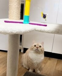 【マイペースな猫】おもちゃをジッと観察する猫…突然のジャンプからの「自由すぎる結末」に1.4万人がクスッ
