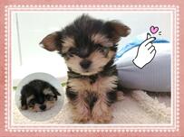 400gの「黒い毛色の子犬」　体重約5倍に成長した姿に驚きの声