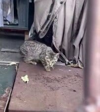 「これ以上待てなかった」衰弱した子猫が緊急入院、手術を待つ姿に「抱きしめてあげたい」「なんて健気なんでしょう」と反響