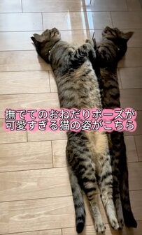【悶絶】猫の“斬新すぎる甘えポーズ”にほっこり…思わず撫でたくなる姿に反響続出