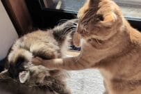 【まさか】ママ猫に「カウンター攻撃」をした猫の末路　予想外の展開に思わず笑ってしまう