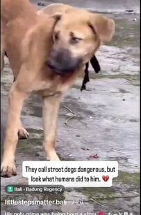 「野良犬は危険というけれど、人間がしたことを見て」首に布が食い込んだ1匹の犬の保護に反響
