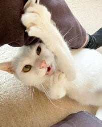 「ミュージカルの一場面のよう」躍動感あふれる猫のポーズに思わず二度見！身のこなしが凄すぎて思わず爆笑