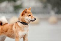 「バグってるかと思った」お出かけすることを知った柴犬　予想外の歩き方に2.5万人が大爆笑