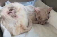 交通事故で片目を失い命の危機にあった猫を救助 複数回の手術と治療を受ける懸命な姿に反響