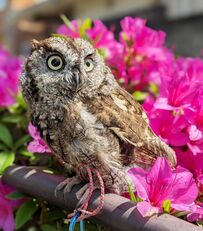 【お花とフクロウ】ツツジを背景にポーズ！華やかな光景にみんながうっとり