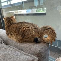 【しっぽに注目！】くつろぐ猫さんのしっぽがくるん！可愛らしいと大人気