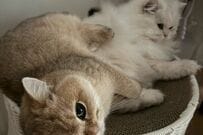 【母猫と子猫】立場逆転…？子猫がくつろぐかごに母猫が入ったら　まさかの座り方に笑ってしまう