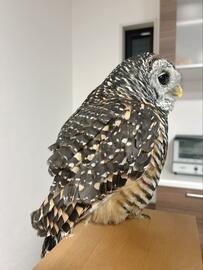 【まるでぬいぐるみ】横向きのフクロウさんはどう見える？意外な姿に癒される人が続出