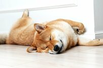 【8月は年金支給月】年金20万円なら手取り額はいくら？天引きされる税金・社会保険料の負担額を試算《東京都練馬区をモデルケースに》