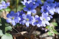 植えっぱなしOK！毎年早春に花が咲く【雪国ガーデン】寒さに強い《多年草＆花木》おすすめ7選