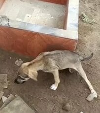 交通事故で後ろ足が動かせなくなり倒れていた子犬を保護 「もう歩けないかも」と言われるも、おどろくほどの回復を遂げた姿に反響