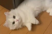 妻のマタタビボイスで骨抜きになる猫が話題「転がるわたあめ」