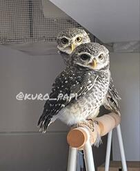 【仲良しフクロウ】カメラ目線のお顔がキュート！ユニークな構図も微笑ましい