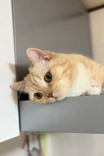 【癒されたい人必見】料理中に脱力する猫…すっかりリラックスした姿に「可愛すぎる」の声