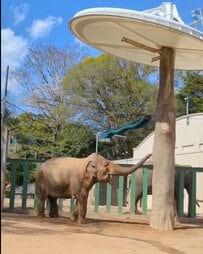 【神戸市立王子動物園】「ポチッとな」自分でボタンを押すアジアゾウが賢すぎる「シャワーが気持ちいい季節が来たね」（兵庫県）