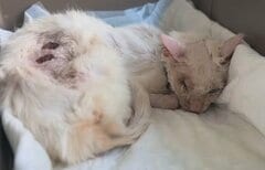 交通事故で片目を失い命の危機にあった猫を救助 複数回の手術と治療を受ける懸命な姿に反響