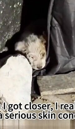 【保護犬】皮膚病を抱えた子犬…保護され、たくさんの愛情を受けて取り戻した笑顔