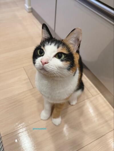 お座りする猫