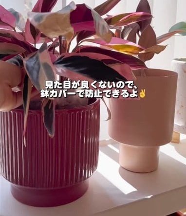 投稿の画像