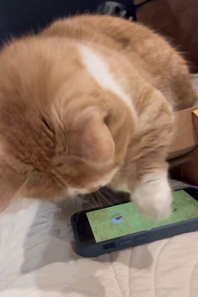 自慢の足でゲームにチャレンジ