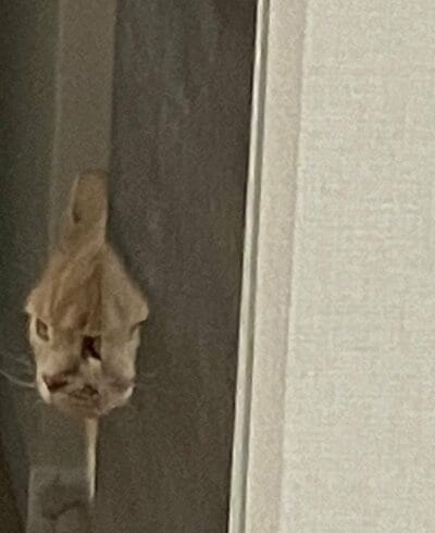 本当にどうなっているんですか？