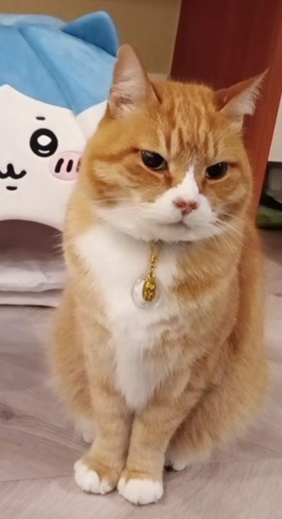 キリッとした顔で自宅警備をするとらきちくん