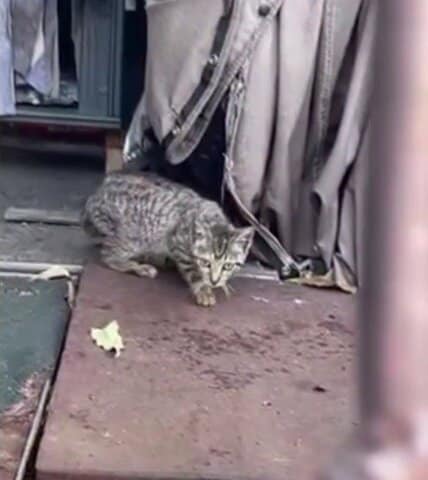 「これ以上待てなかった」衰弱した子猫が緊急入院、手術を待つ姿に「抱きしめてあげたい」「なんて健気なんでしょう」と反響