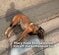 人間に心を閉ざしていた犬→深い愛情とトレーニングで恐怖を克服し幸せそうに生きる現在の姿に心が温まる