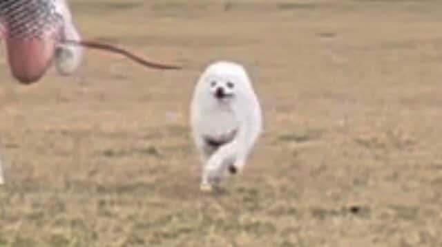 白くてフワフワした生き物の正体は…？　躍動感あふれる犬さんの姿にホッコリ