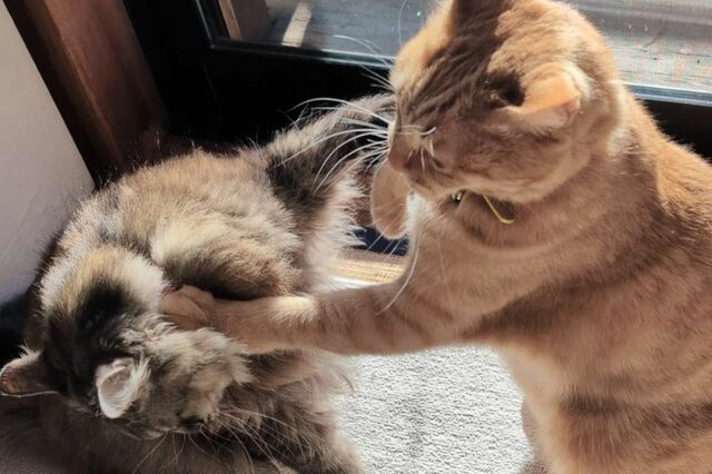 【まさか】ママ猫に「カウンター攻撃」をした猫の末路　予想外の展開に思わず笑ってしまう